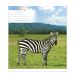 Зошит 36арк. Бріск офс/кл. №2396 Квіткові тварини