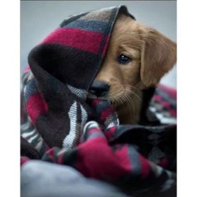 Набір картина з алмазної мозаїки 30х40см Песик під ковдрою St